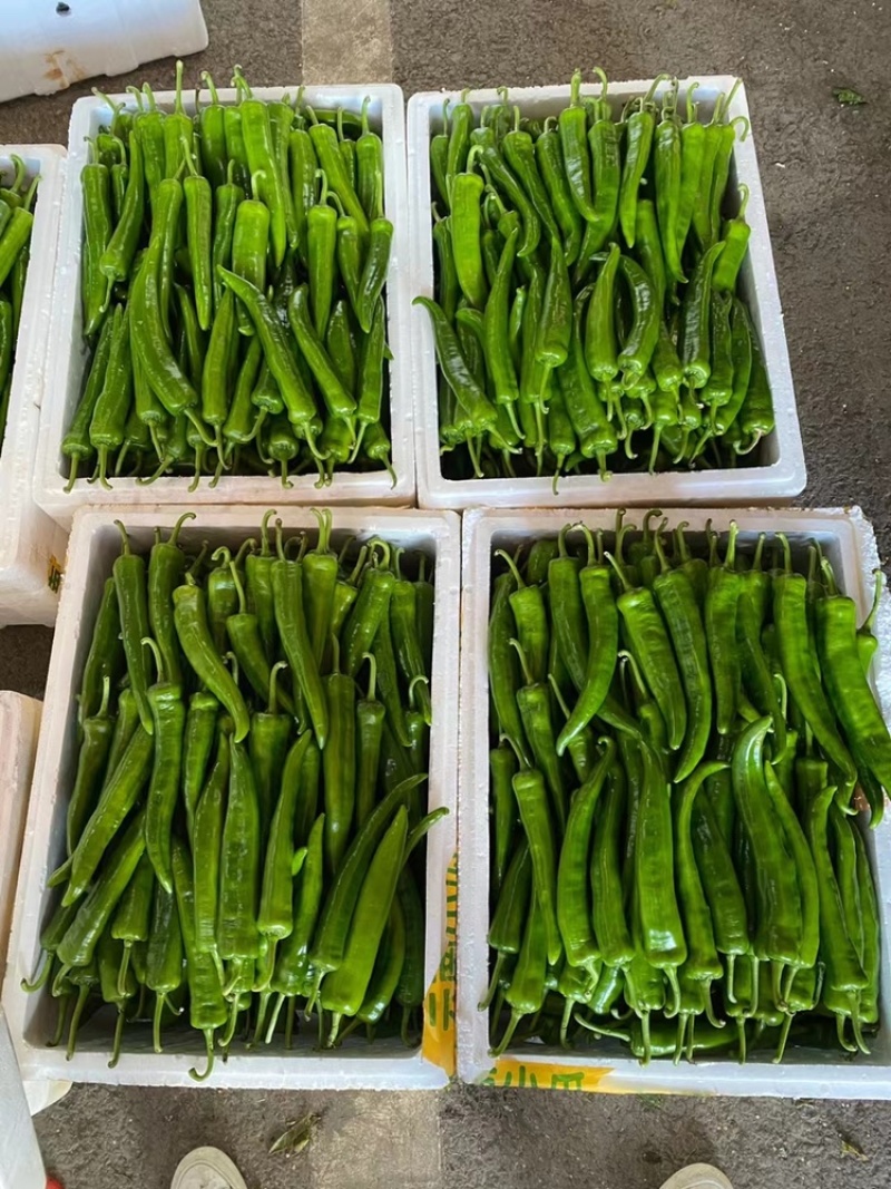 青皮尖椒大量上市，价格便宜