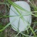 自家种植水果冬瓜，每个2.5-3.5斤