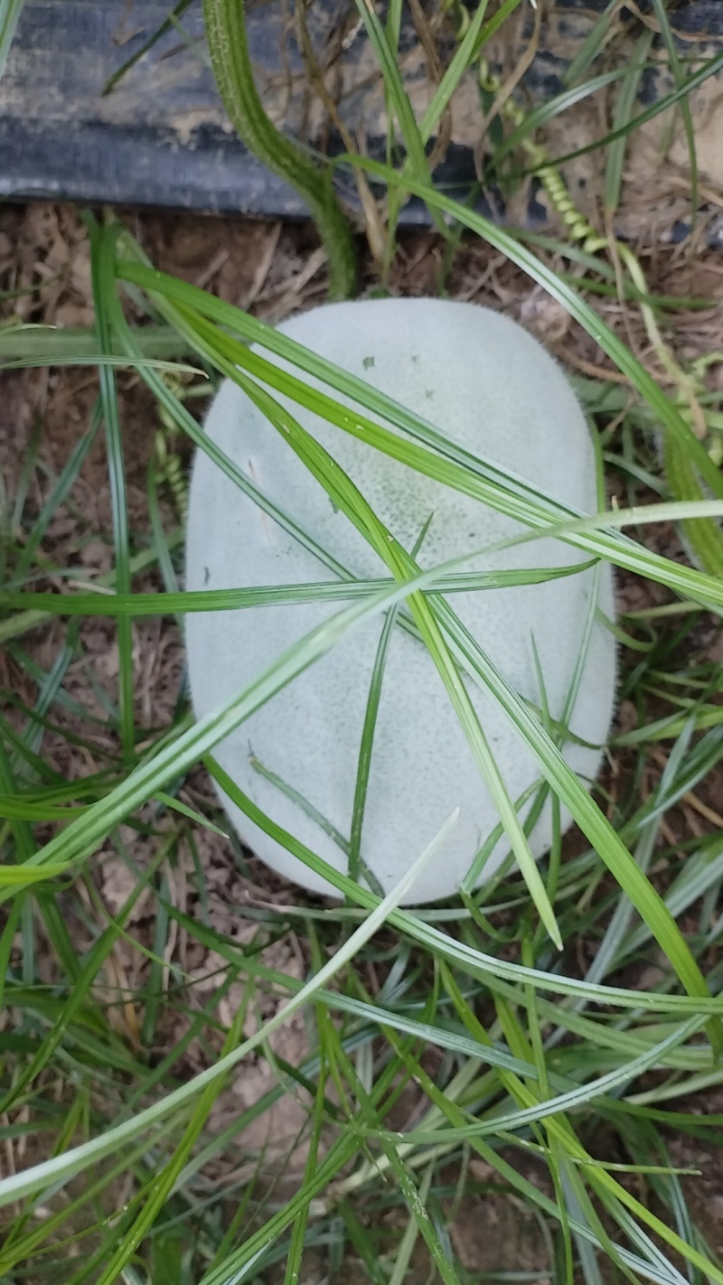 自家种植水果冬瓜，每个2.5-3.5斤