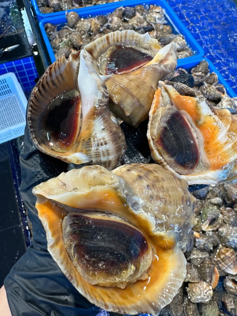 海螺