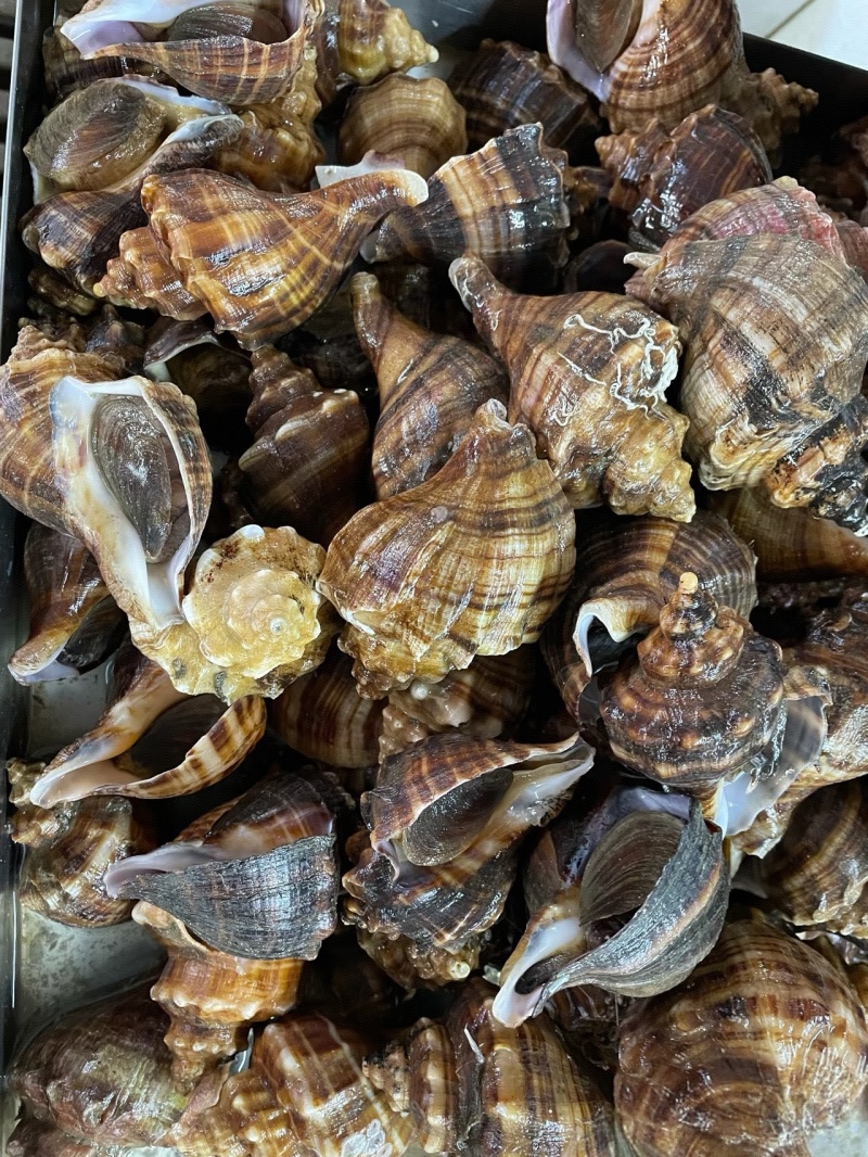 海螺