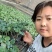 黄瓜苗德瑞特短把密刺中条深绿色，油绿色黄瓜苗规格齐全