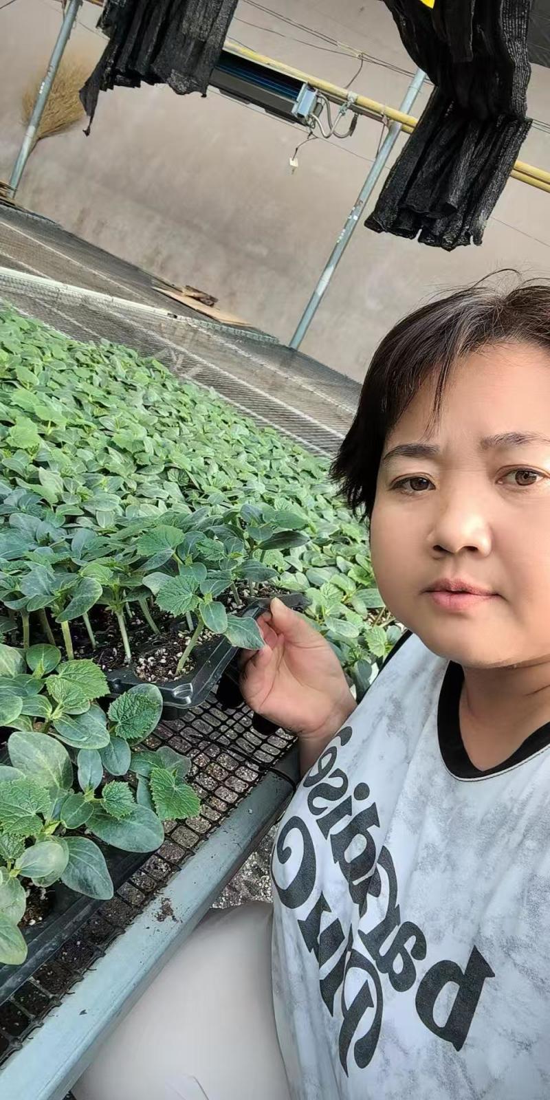黄瓜苗德瑞特短把密刺中条深绿色，油绿色黄瓜苗规格齐全