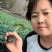 黄瓜苗德瑞特短把密刺中条深绿色，油绿色黄瓜苗规格齐全