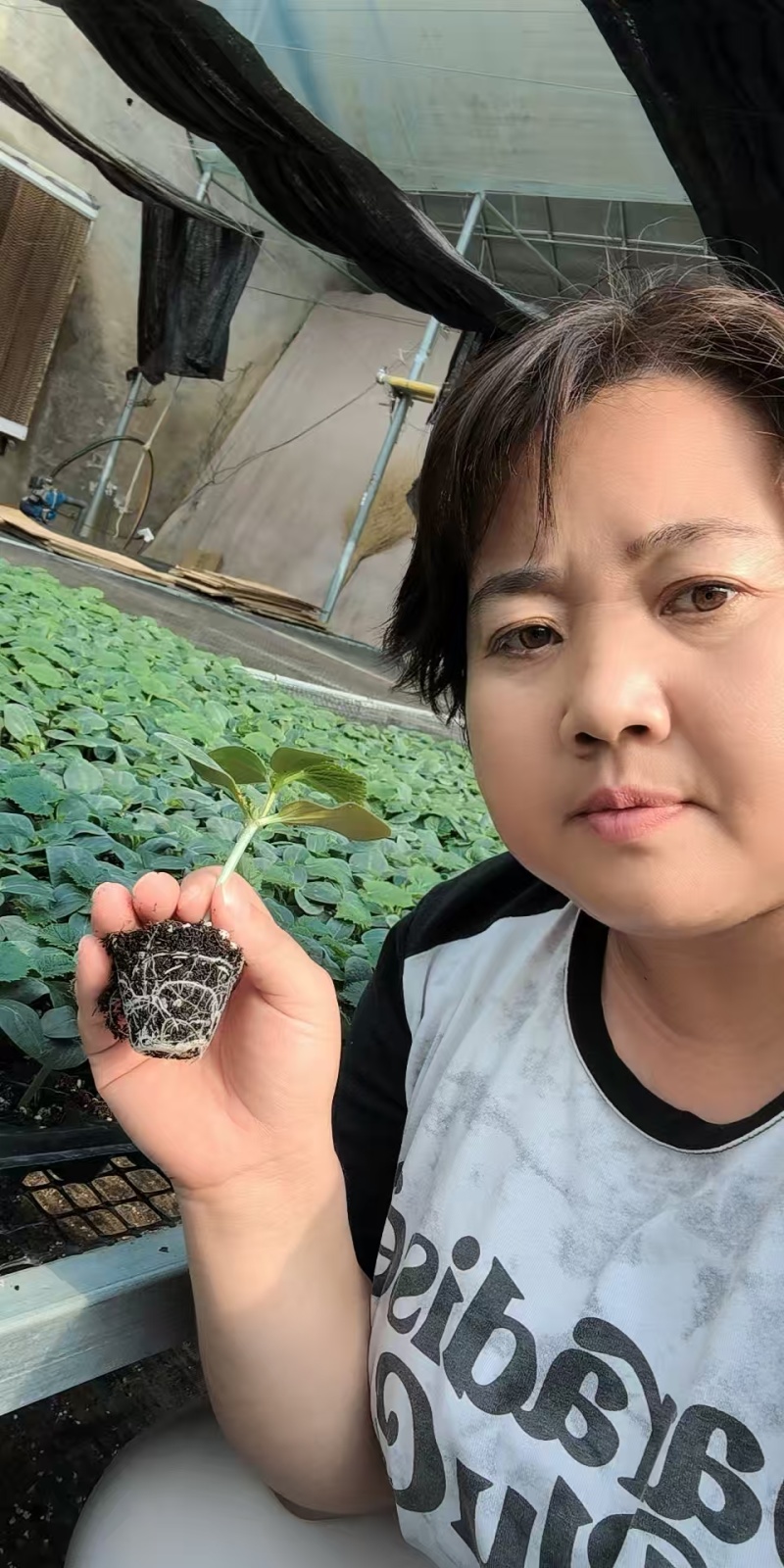 黄瓜苗德瑞特短把密刺中条深绿色，油绿色黄瓜苗规格齐全