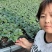 黄瓜苗德瑞特短把密刺中条深绿色，油绿色黄瓜苗规格齐全