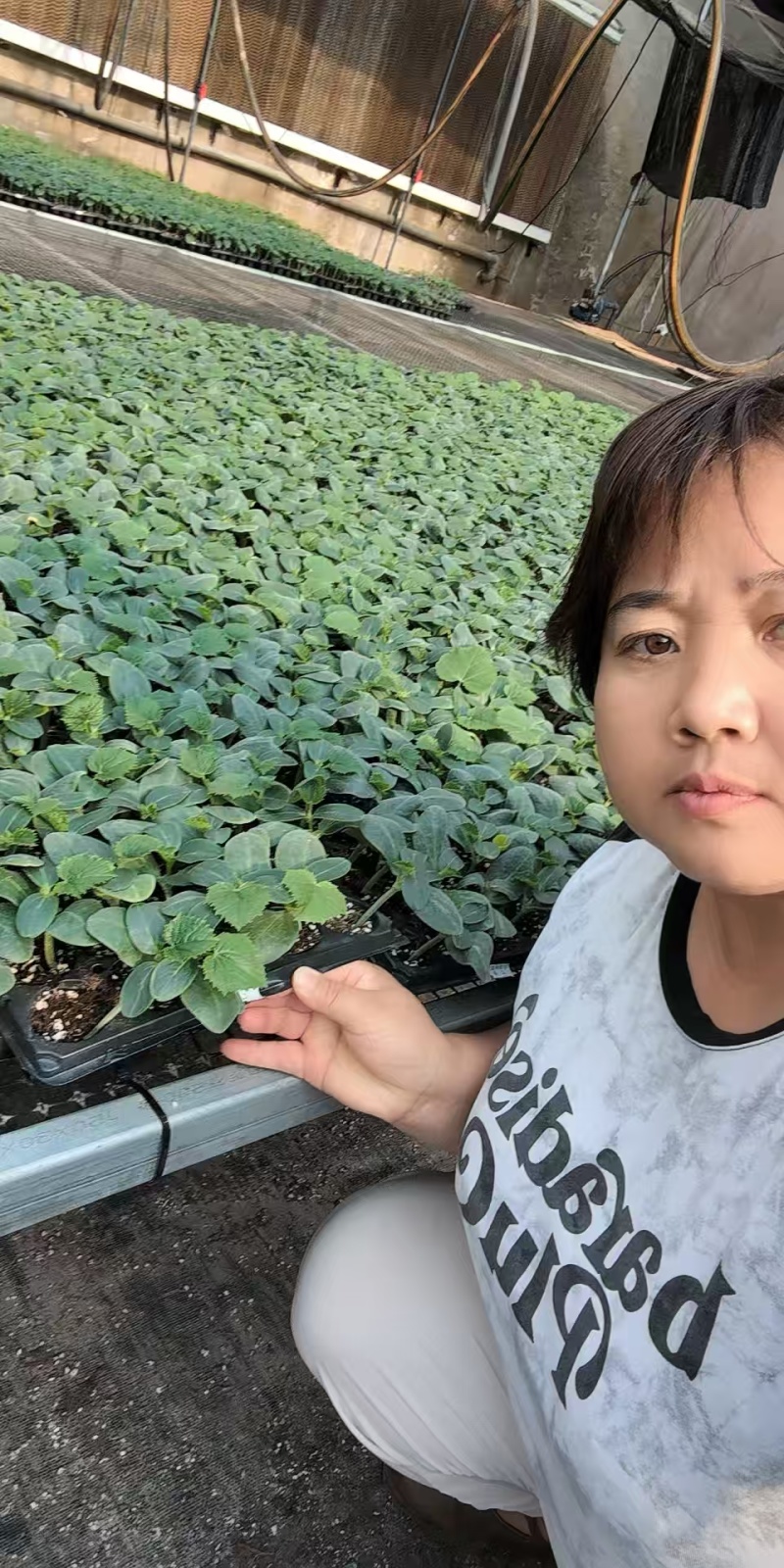 黄瓜苗德瑞特短把密刺中条深绿色，油绿色黄瓜苗规格齐全