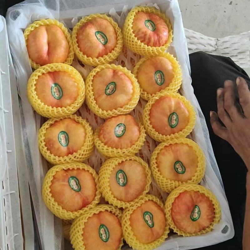 潘九！油潘桃