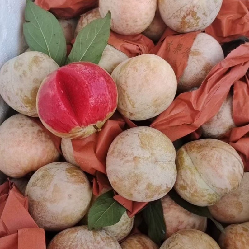 芙蓉李