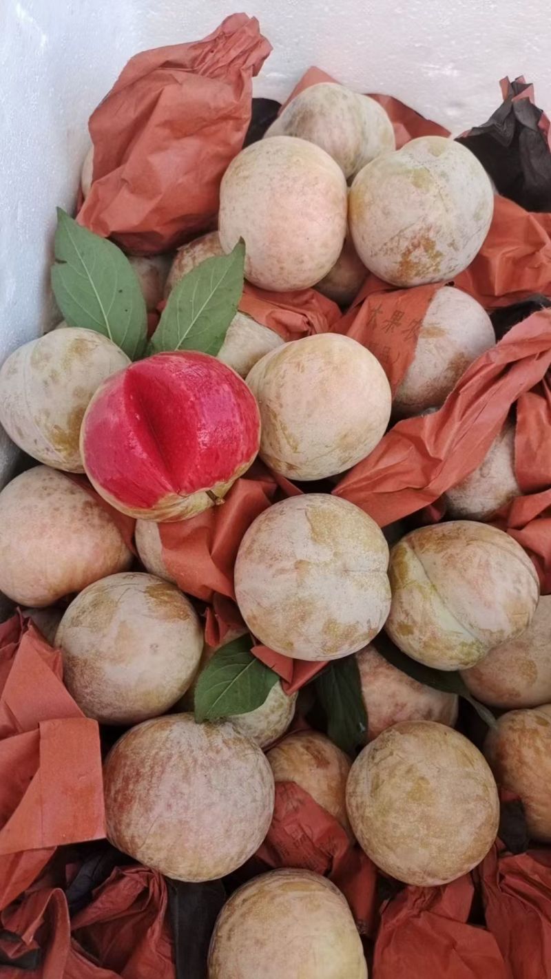 芙蓉李