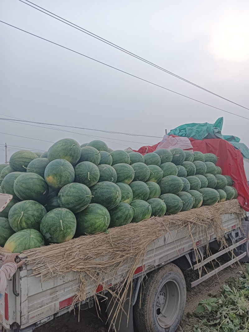 批发优质西瓜