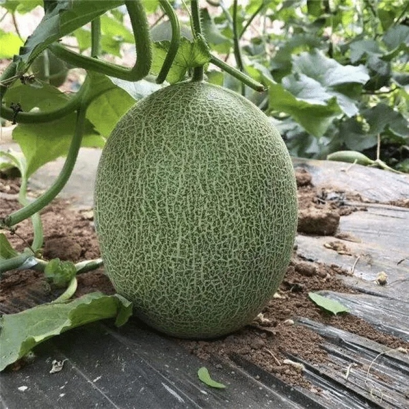 【哈密瓜】宁夏春蜜哈密瓜产地直发包您满意量大从优欢迎采购