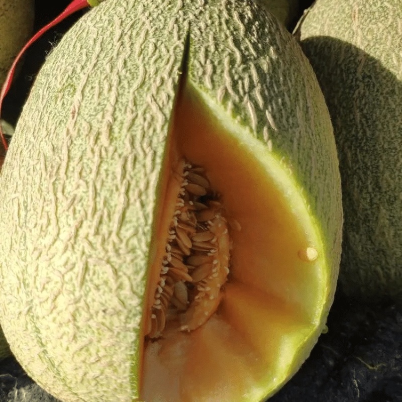 【哈密瓜】宁夏春蜜哈密瓜产地直发包您满意量大从优欢迎采购