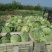 甘蓝\铁头包菜\内蒙赤峰宁城县甘蓝\千亩种植基地大量上市