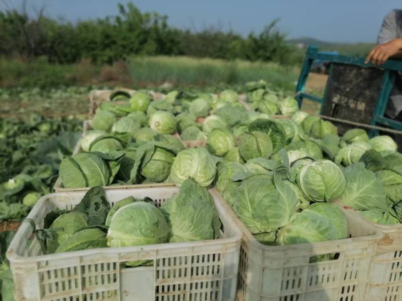 甘蓝\铁头包菜\内蒙赤峰宁城县甘蓝\千亩种植基地大量上市