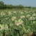 甘蓝\铁头包菜\内蒙赤峰宁城县甘蓝\千亩种植基地大量上市