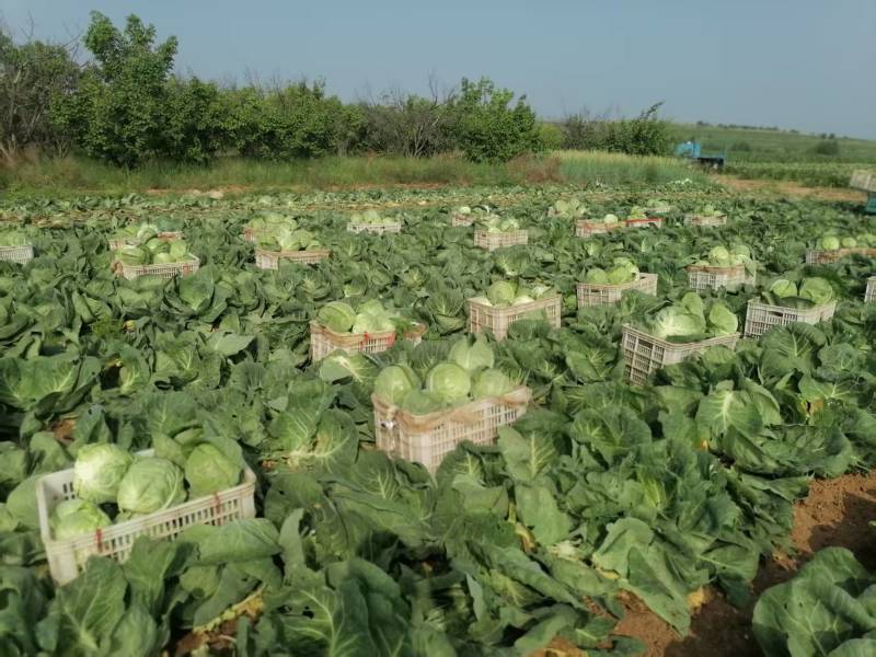 甘蓝\铁头包菜\内蒙赤峰宁城县甘蓝\千亩种植基地大量上市