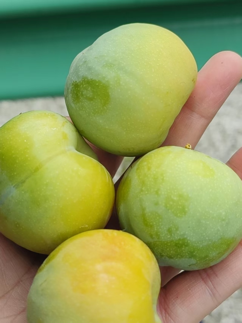 青脆李子