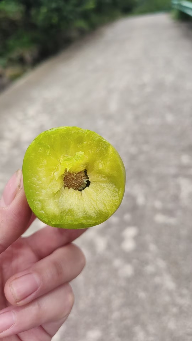 青脆李子