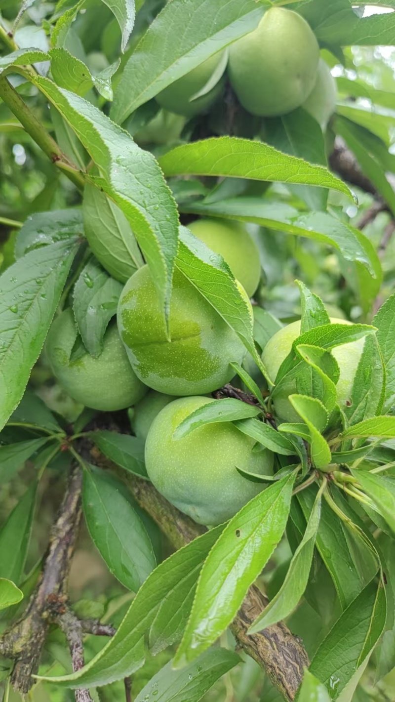 青脆李子