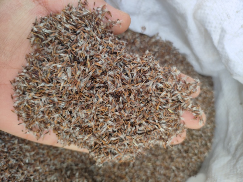 大叶白头翁种子