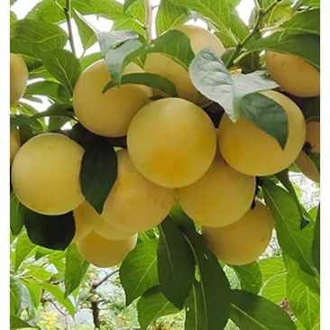 新鲜的李子