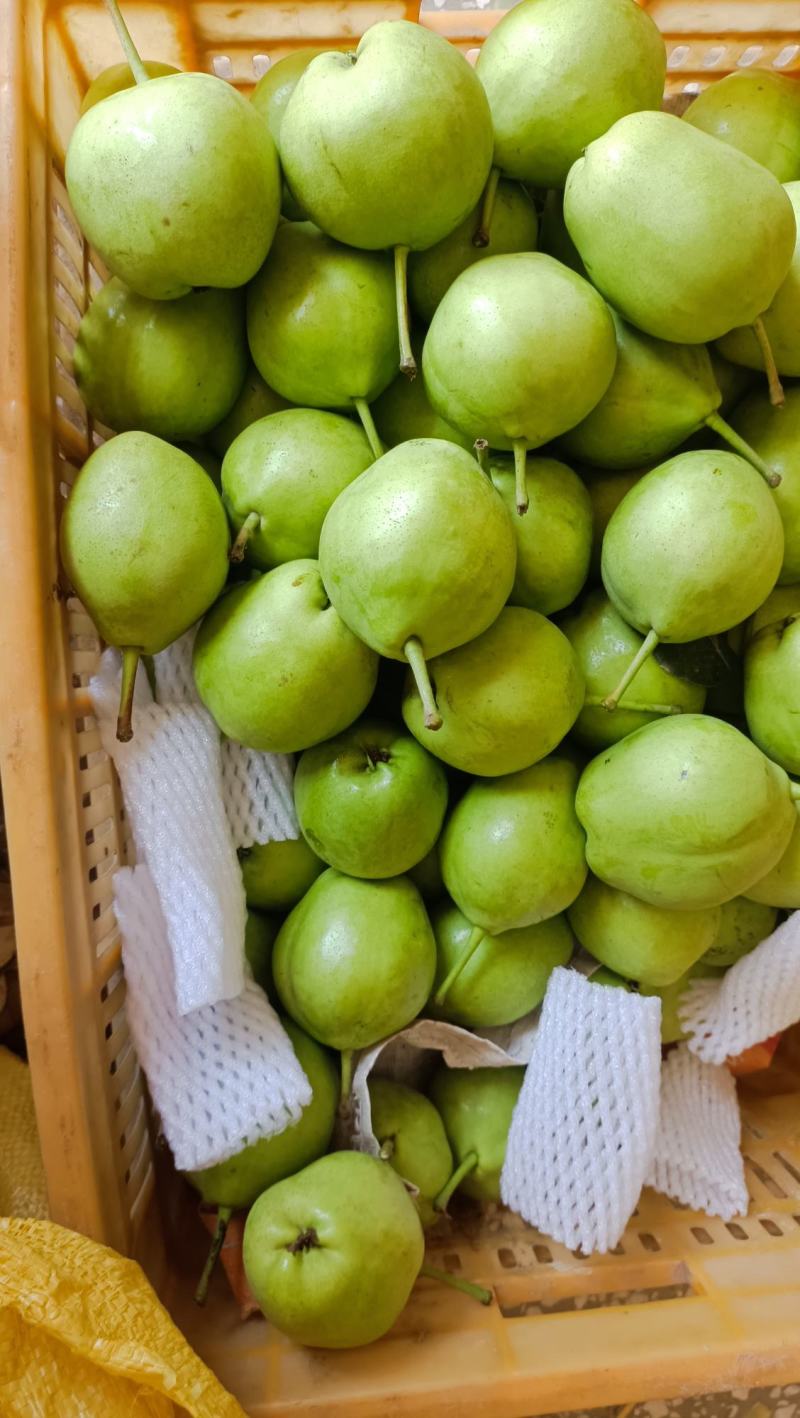陕西精品早酥梨表皮干净无擦伤疤痕口感酥脆货量大耐运输入口