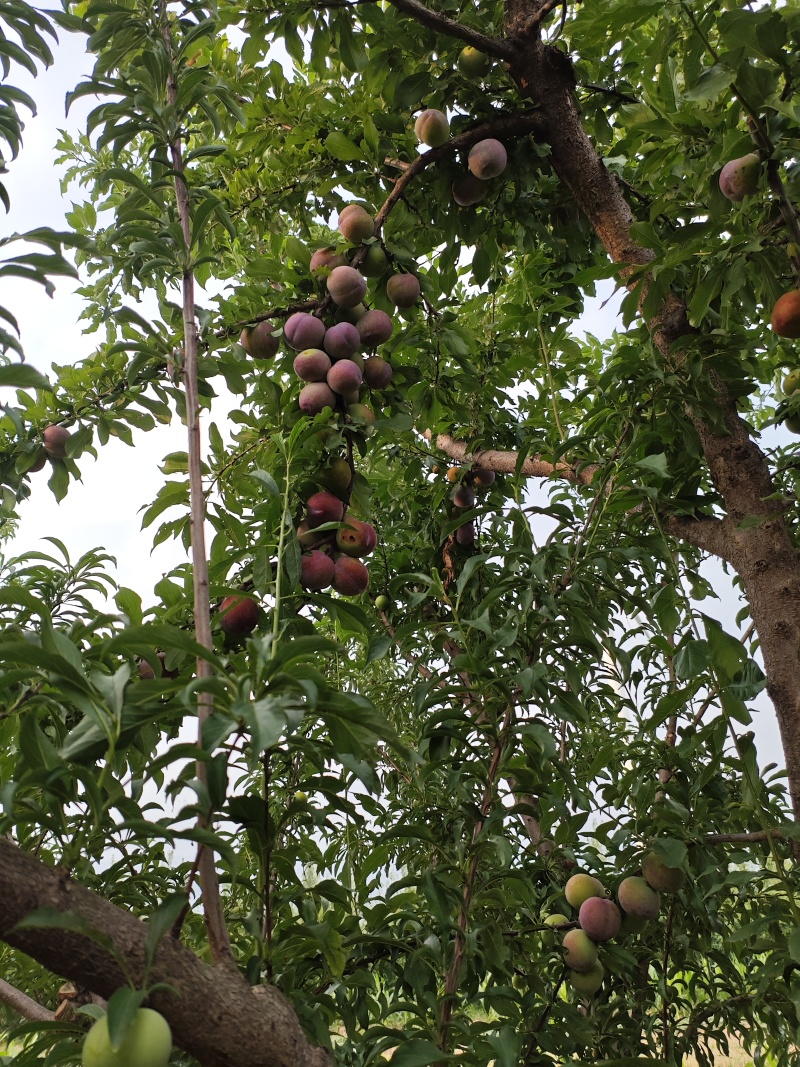 大红袍李子货源充足，果肉金黄爽甜，个头大，口感多汁