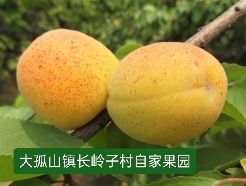 荷兰香蜜杏