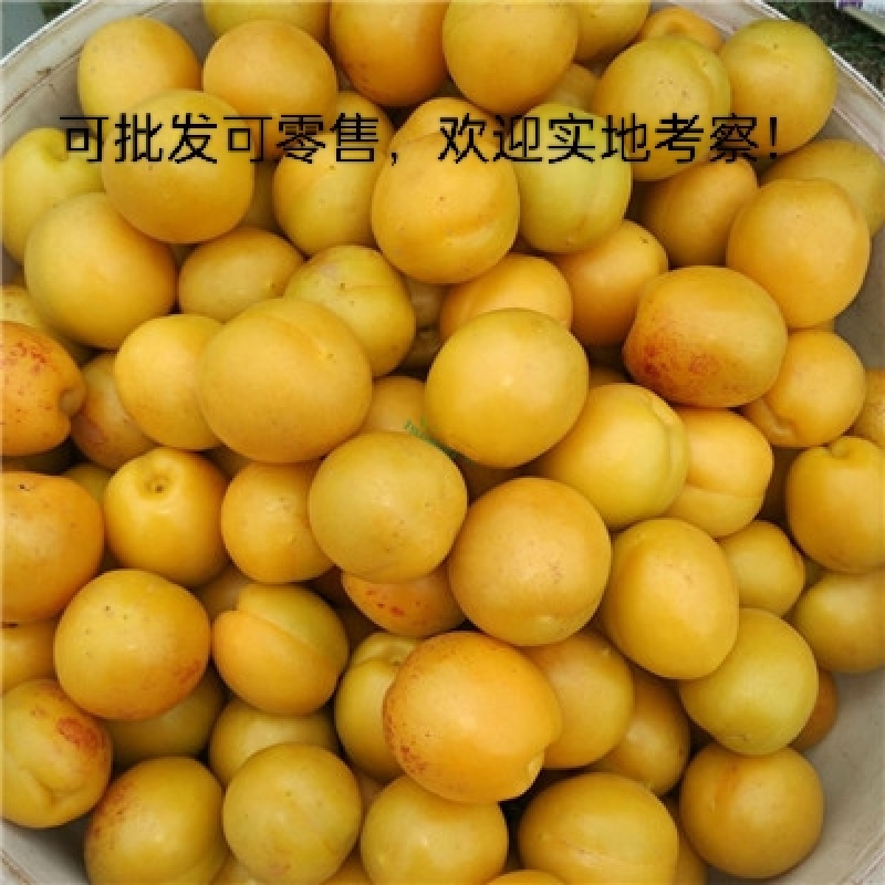 荷兰香蜜杏
