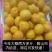 荷兰香蜜杏