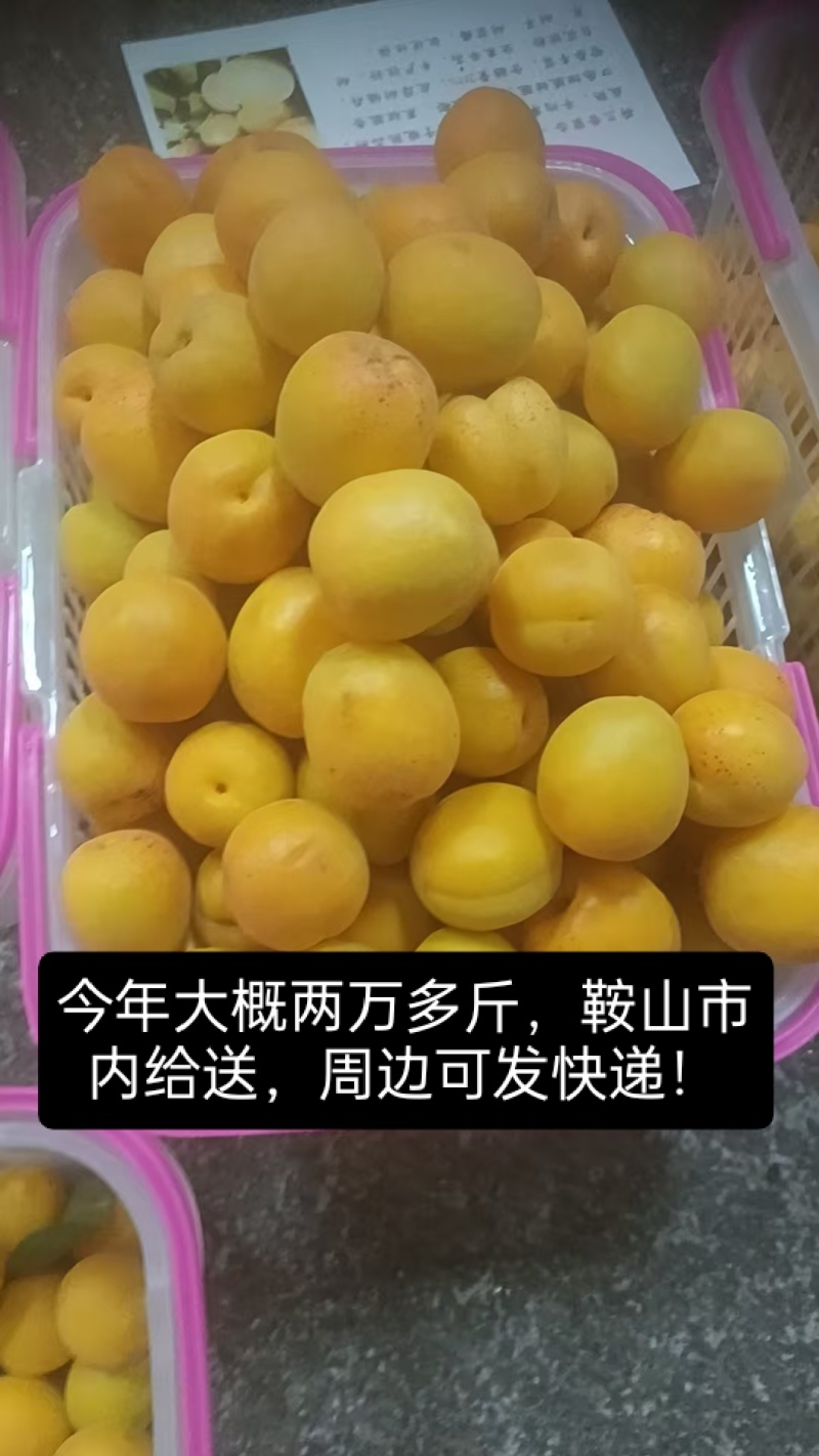 荷兰香蜜杏