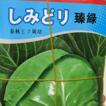 春秋甘蓝种子～臻绿甘蓝种子