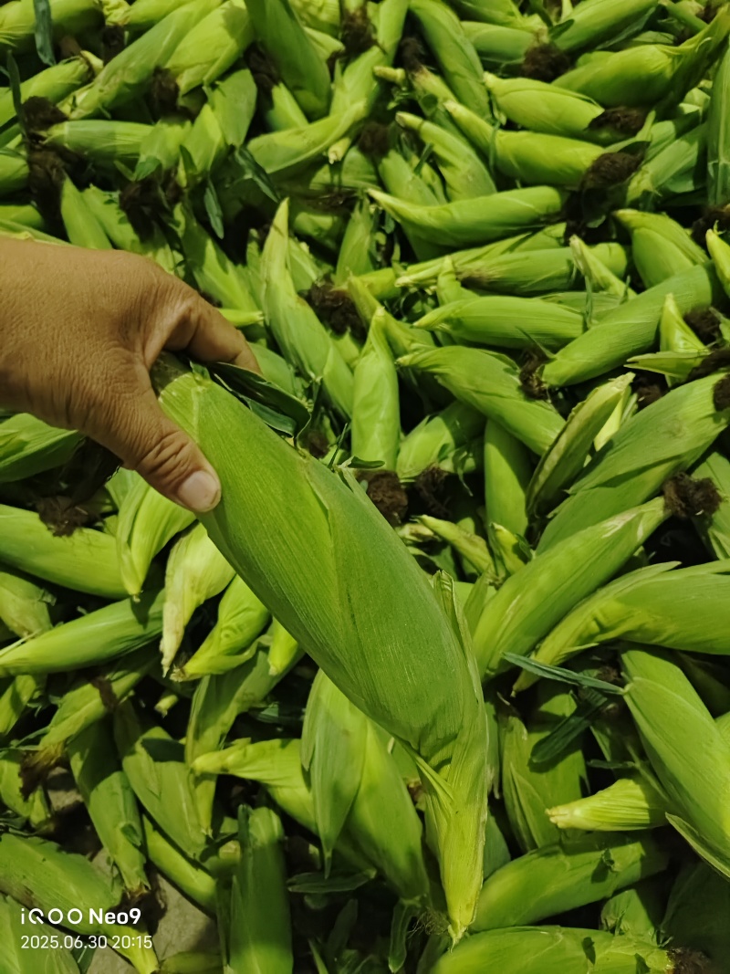 陕西汉中精品水果玉米太阳花，糯玉米大量有货，产地直发