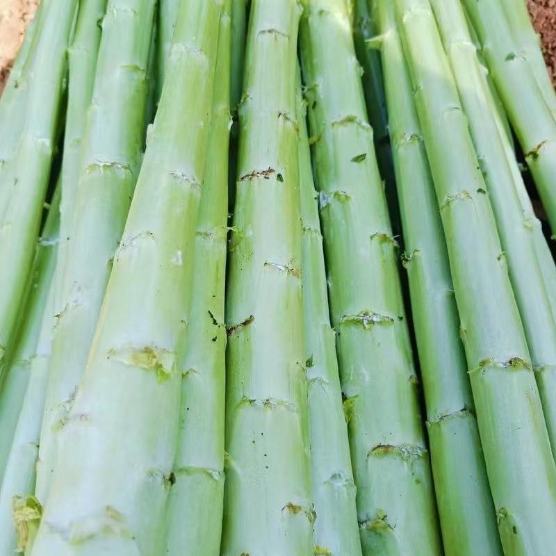 皇家贡菜种子高温专用型新品种耐热耐湿优良品种绿皮绿心莴苣