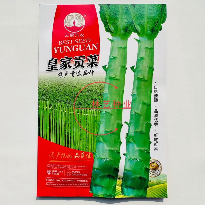 皇家贡菜种子高温专用型新品种耐热耐湿优良品种绿皮绿心莴苣