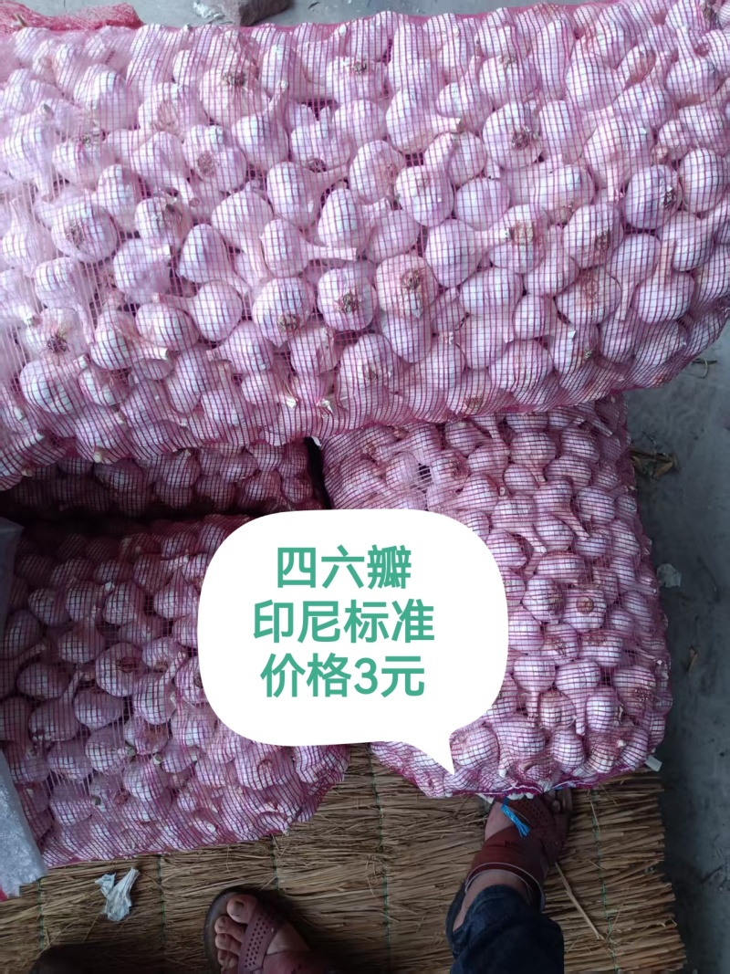苍山大蒜四六瓣射阳红皮