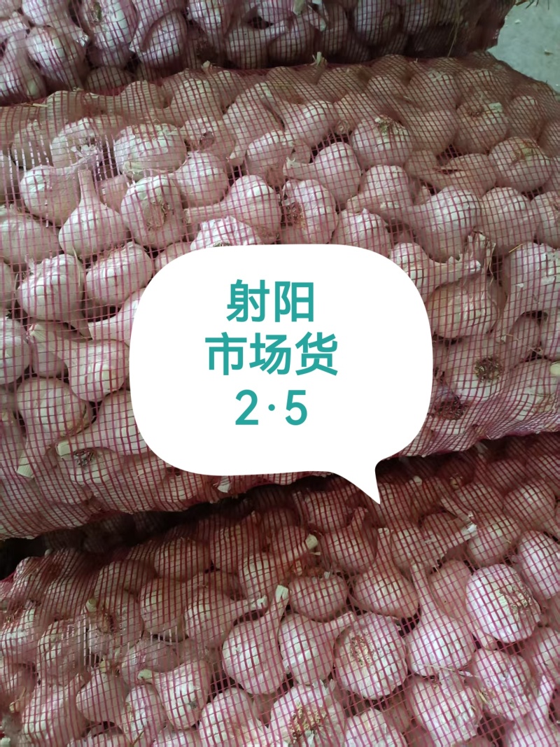 苍山大蒜四六瓣射阳红皮