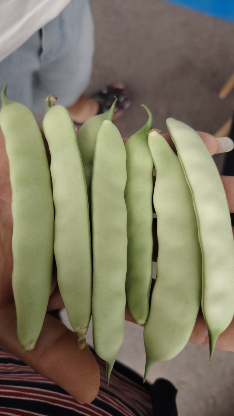 怀德大油豆