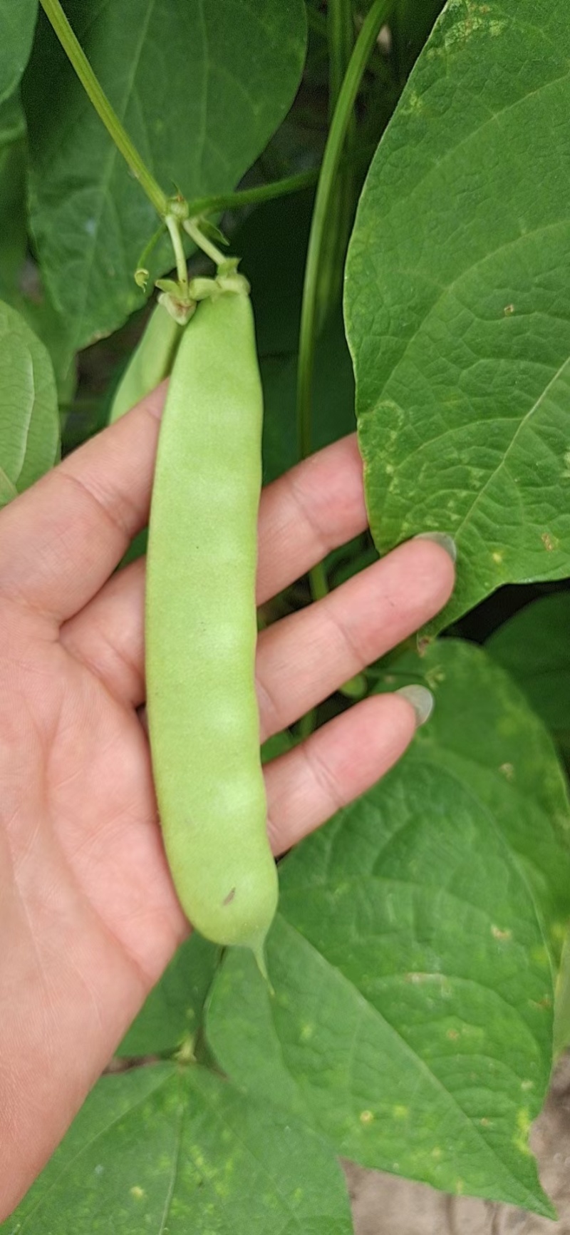 怀德大油豆