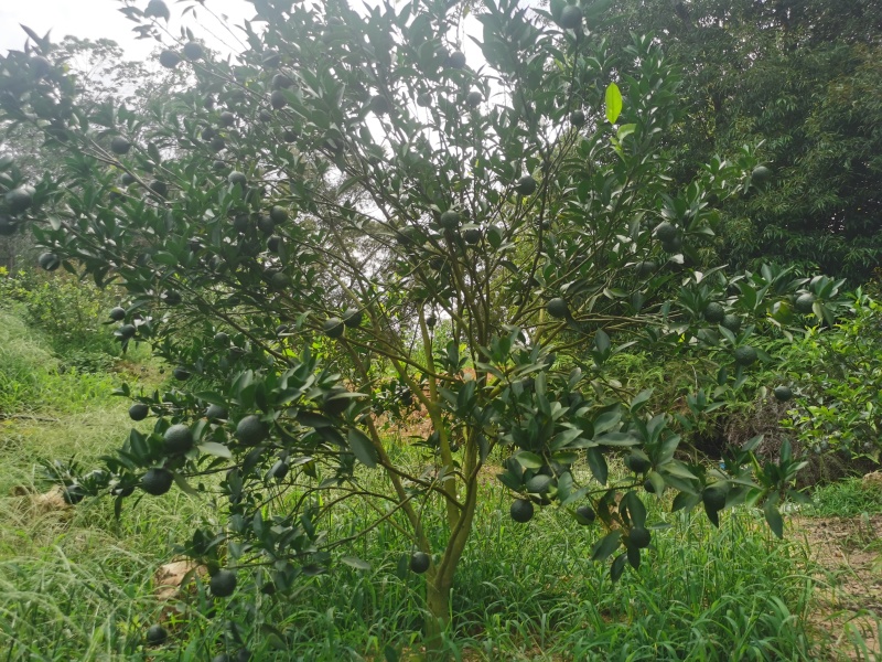 产地直发的陈皮保证质量营养丰富健康你我他