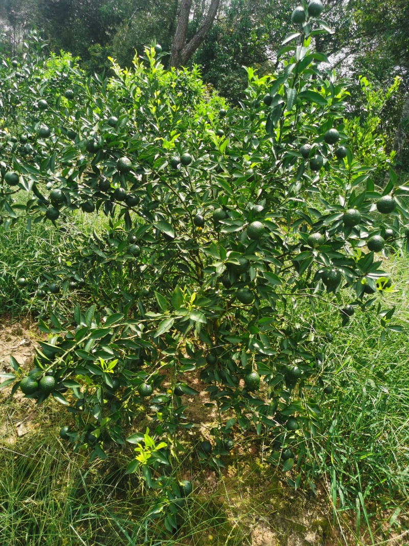 产地直发的陈皮保证质量营养丰富健康你我他