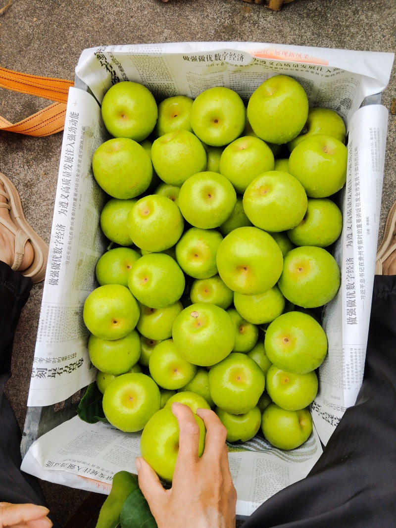 推荐翠冠梨四川苍溪精品梨产地一手货源量大从优商超