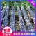 黑皮甘蔗清甜可口产地批发可实地考察看货品质佳