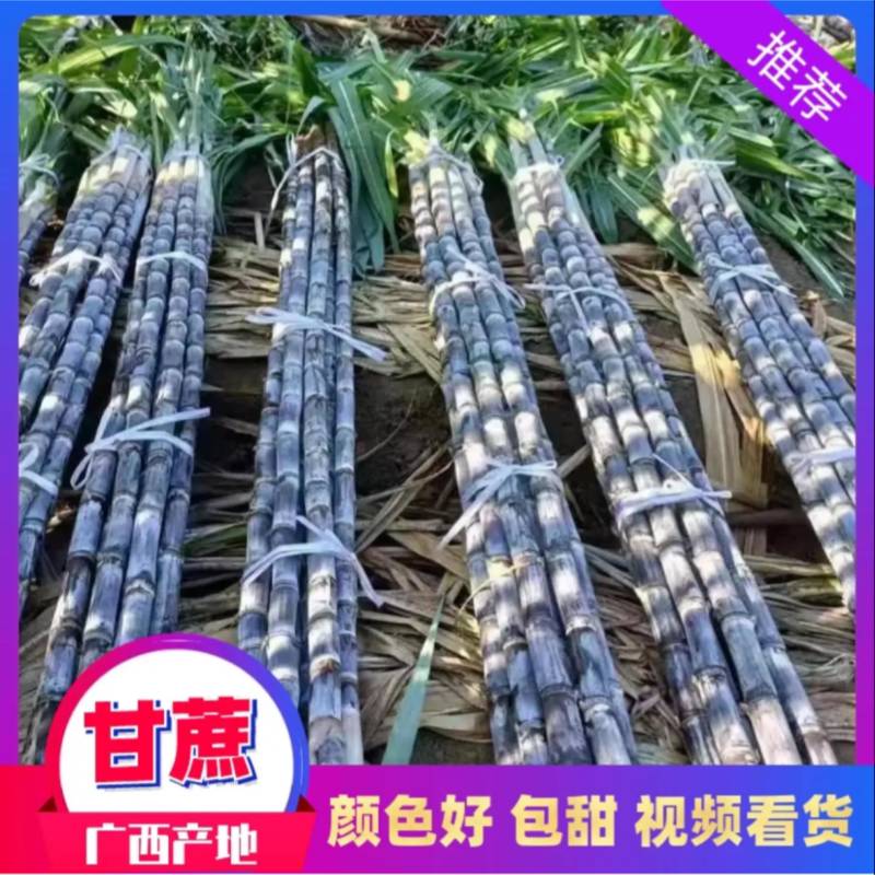 黑皮甘蔗清甜可口产地批发可实地考察看货品质佳
