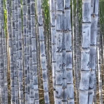 广西正宗黑皮甘蔗泉水种植水分大糖分足货量大现场挑货满意为止