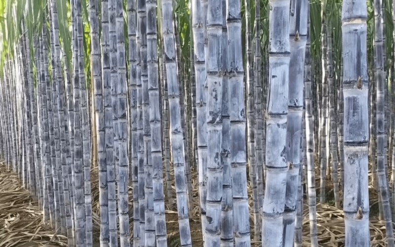 广西正宗黑皮甘蔗泉水种植水分大糖分足货量大现场挑货满意为止
