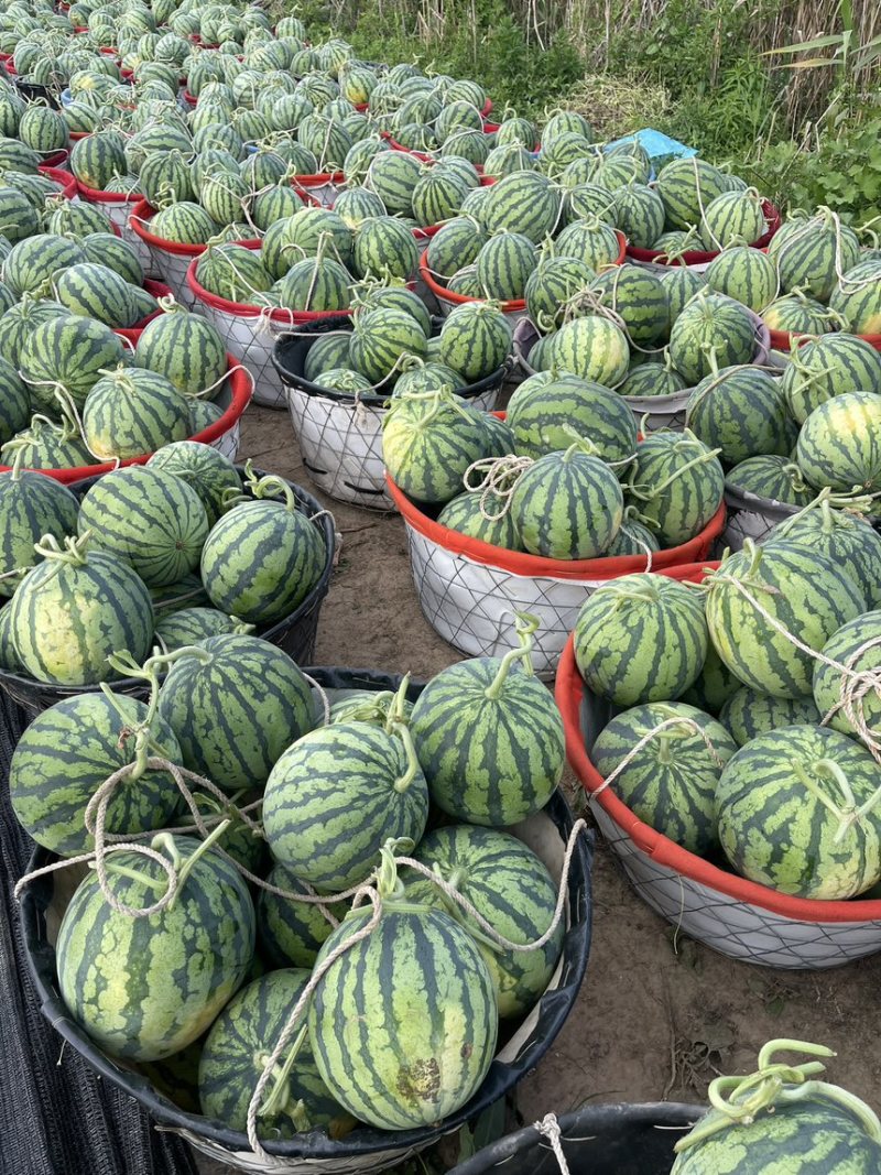 台农无籽美都西瓜，精品麒麟，产地直发，对接全国