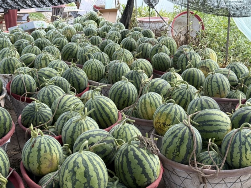 台农无籽美都西瓜，精品麒麟，产地直发，对接全国