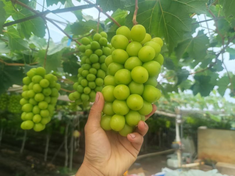 阳光玫瑰货量充足。欢迎电商果汁厂老板来对接